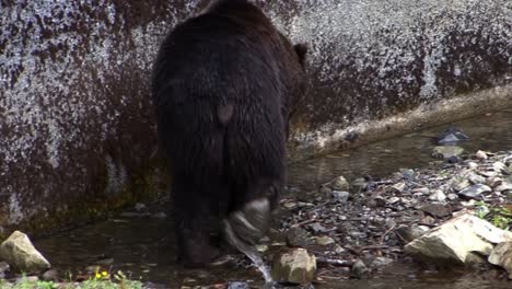 big black bear walking slowly along a wall through small puddles of water