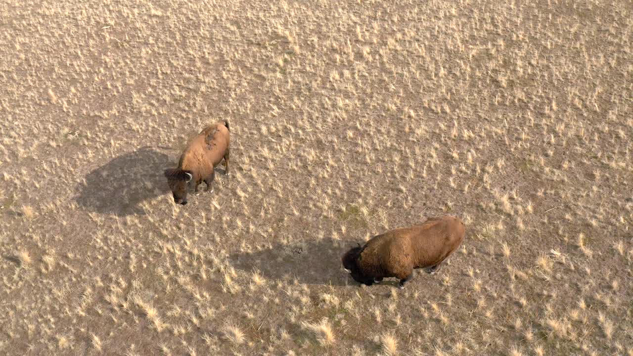 들소 방목 오버 헤드 보기 공중