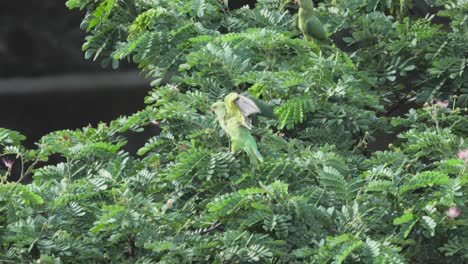 parrots-sitting-on-tree-closeup-view