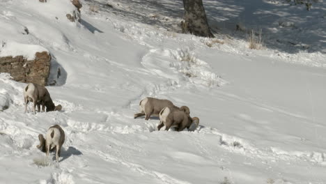 Dickhornschafe-Vier-Rammen-Auf-Schneebedecktem-Hang-Und-Kratzen,-Um-Nahrung-Zu-Finden