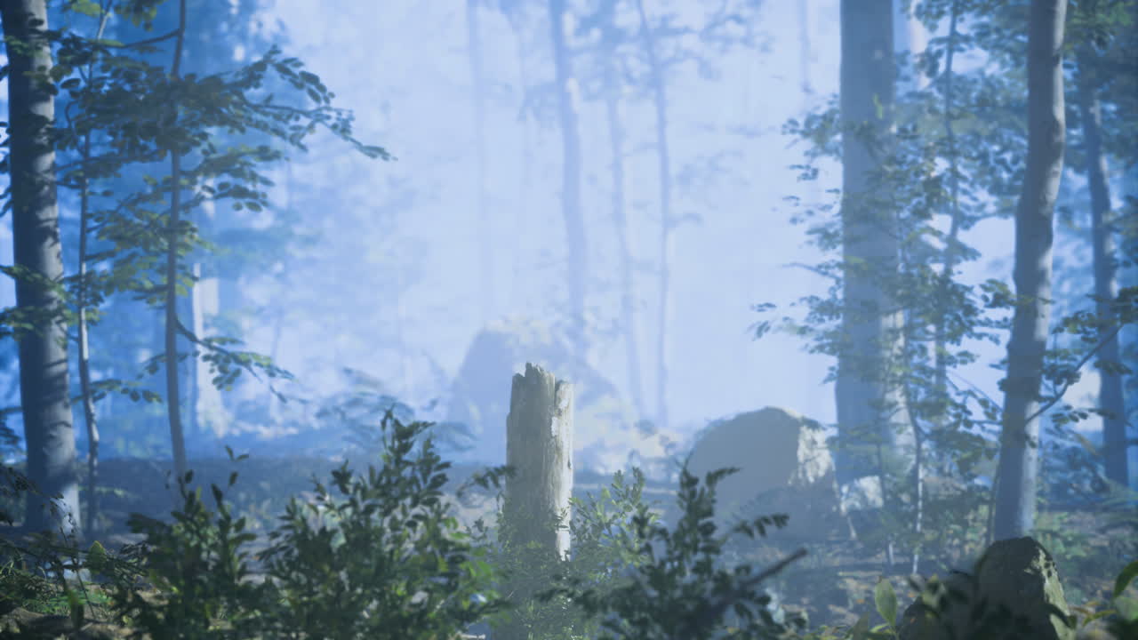 Misty forest landscape with a lone tree stump illuminated by soft light
