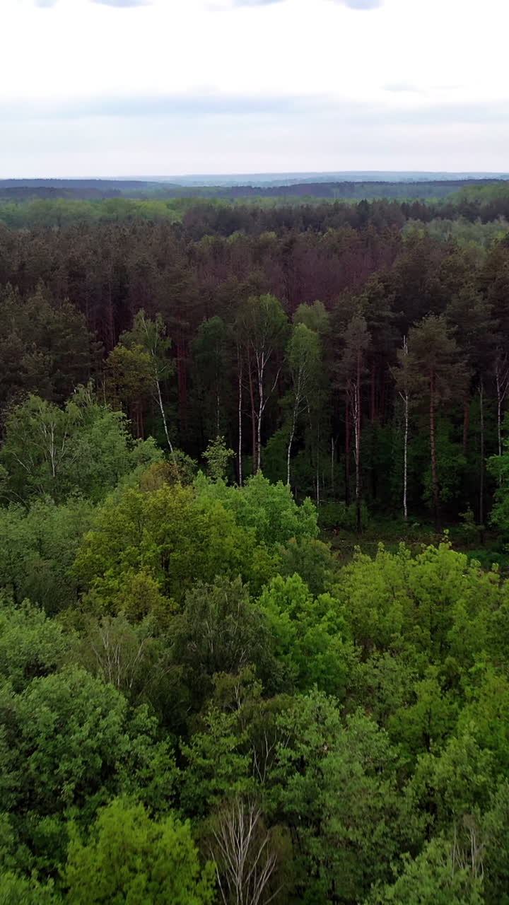 Natural panoramic view of the forest after the rain. Flight over the tops of various trees in woodland outdoors. Motion camera forward. Vertical video