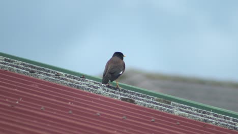 Indischer-Myna-Vogel-Thront-Auf-Metalldach-Und-Rennt-Dann-Weg,-Australien,-Gippsland,-Victoria,-Maffra