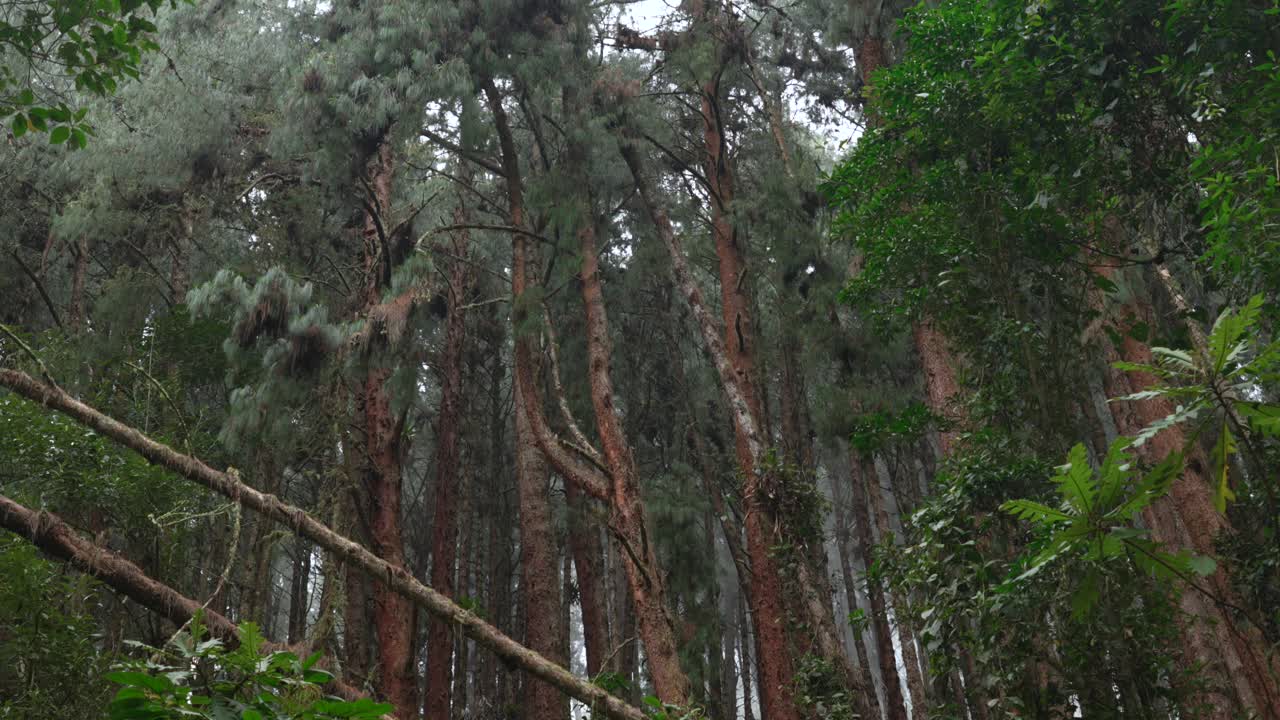 pine tree in Cocora Valley dense high andean forest woodland Colombia