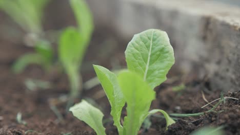 young lush green lettuce leaves growing in raised garden bed