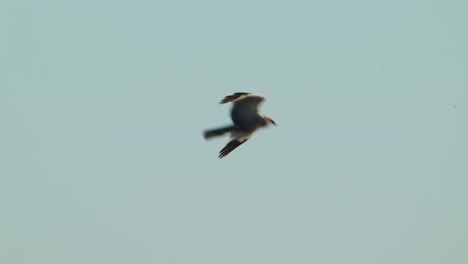 Un-Halcón-Capturado-Volando-En-El-Cielo-Despejado