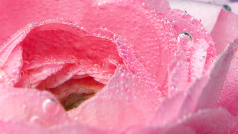 close-up of a pink flower with water droplets and bubbles