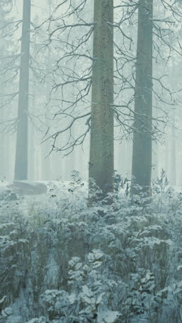 snowy winter forest in a fog