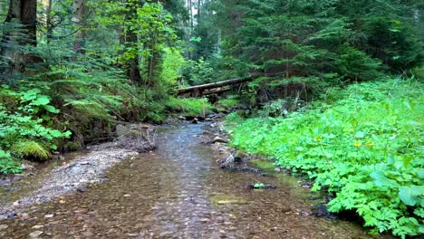 a forest stream flows gently, flanked by lush vegetation and trees