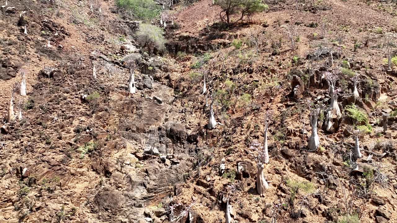 예멘 의 소코트라 섬 에 있는 사막 장미 들 이 있는 협곡 을 오르고 있다