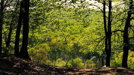 imágenes de 4k del sol brillando a través del bosque verde en primavera