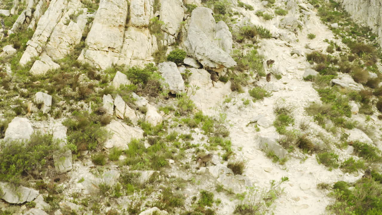 babuinos en un camino de montaña