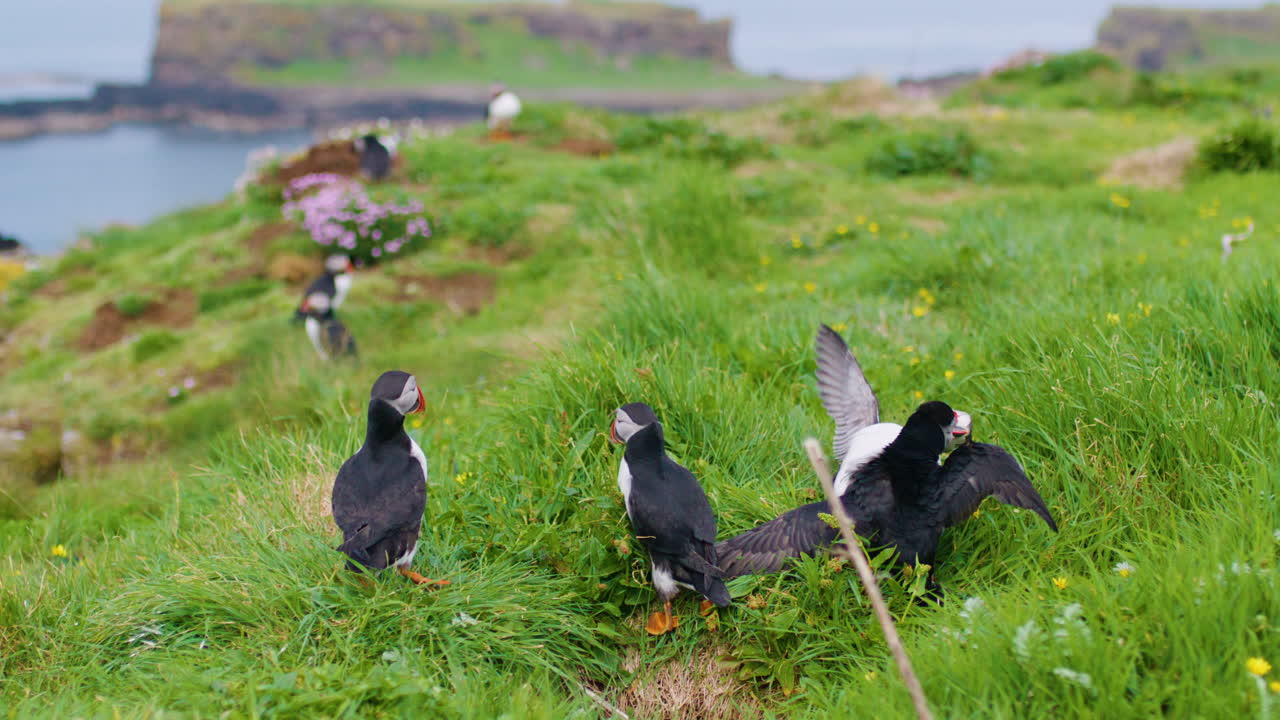 대서양 파핀들이 스코틀랜드의 트레스니쉬 섬에서 싸우고 논쟁하고 있습니다.