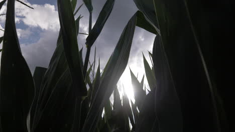 silhouette of corn stalks with blue sky and sun flair