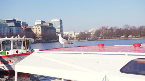 Gaviota-Parada-En-Un-Bote,-Volando-Después-De-Un-Corto-Tiempo-En-Hamburgo