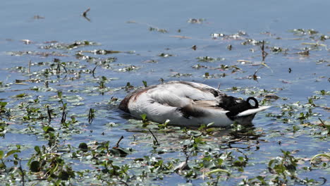 Männliche-Stockente,-Wildente,-Die-An-Einem-Sonnigen-Tag-In-Einem-Teich-In-Montpellier-Isst