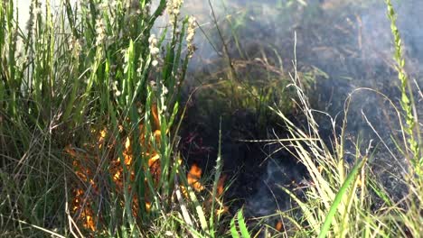 fire and smoke burning grass and bush of the field in uruguay, south america, close up