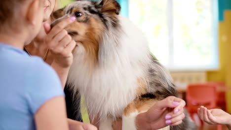 Frau-Arbeitet-Mit-Ihrem-Hund-Während-Der-Therapie-Mit-Dem-Hund