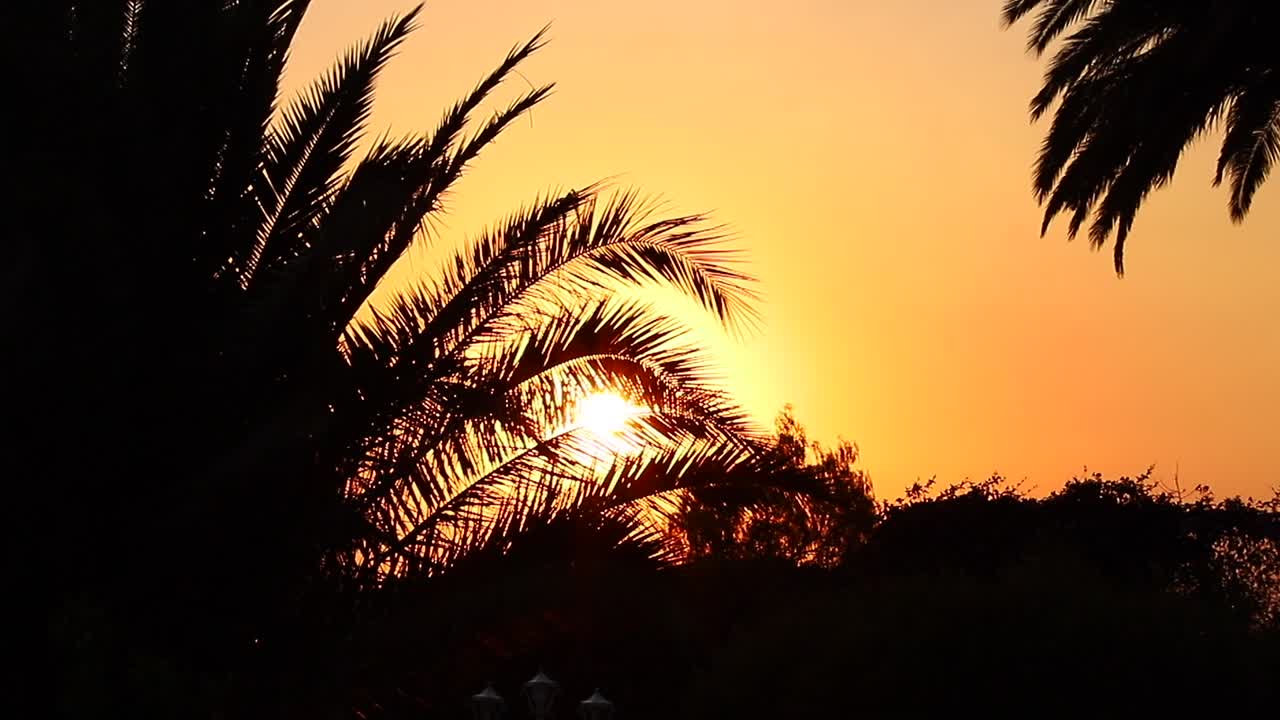 야자수 일몰의 실루엣