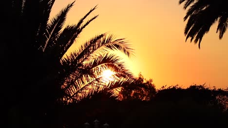 silhouette-of-palm-tree-sunset