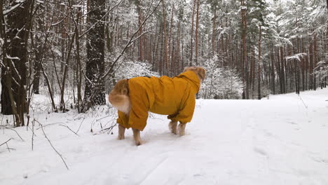 Verschneiter-Wald