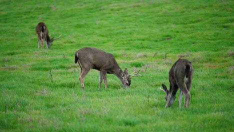 Small-heard-of-mule-deer-grazing-grass-in-a-field-in-northern-California