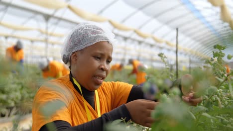 worker picking blueberries in blueberry farm 4k