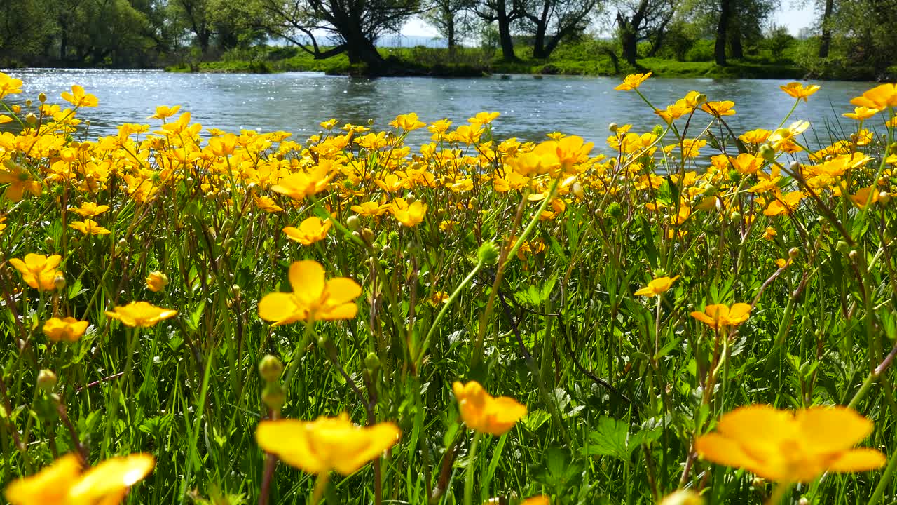 Fiori gialli selvatici sulla riva del fiume