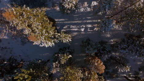 Overhead-Antenne-Von-Douglasien-In-Lake-Tahoe,-Nevada-Mit-Einem-Hochkonjunktur