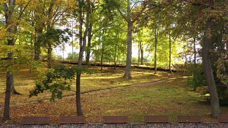 falling colorful autumn leaves in bright vibrant park on sunny day, dolly forward