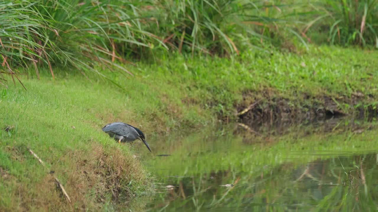 mirando seriamente a su reflejo en el agua pensando en el futuro del planeta mientras espera que pase su cena luego levanta la cabeza, garza estriada butorides striata, tailandia