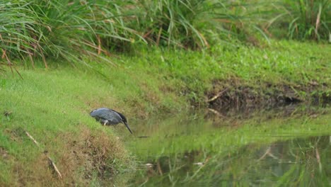 Mirando-Seriamente-Su-Reflejo-En-El-Agua-Pensando-En-El-Futuro-Del-Planeta-Mientras-Espera-Que-Pase-Su-Cena-Y-Luego-Levanta-La-Cabeza,-Garza-Estriada-Butorides-Striata,-Tailandia