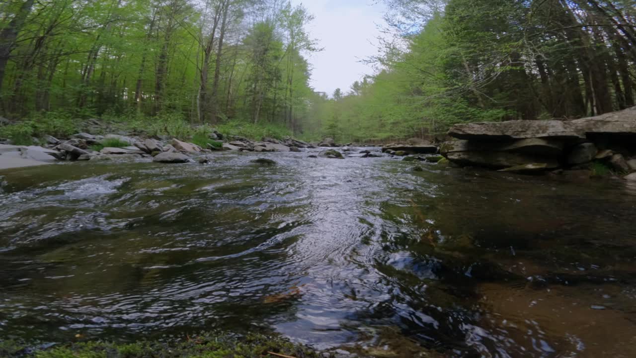 Bellissimo ruscello boschivo nella fitta, rigogliosa e verde foresta montana degli Appalachi durante l'estate.