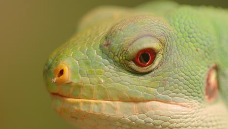 La-Iguana-Anillada-De-Lau-(brachylophus-Fasciatus)-Es-Una-Especie-Arbórea-De-Lagarto-Endémica-De-Las-Islas-Lau-En-La-Parte-Oriental-Del-Archipiélago-De-Fiji.