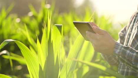 Un-Agricultor-Con-Una-Tableta-Al-Atardecer-En-Un-Campo-De-Maíz-Examina-Las-Plantas-Y-Utiliza-Los-Controles-De-La-Aplicación-Y-Envía-Datos-De-Análisis-Sobre-La-Cosecha-Exitosa.