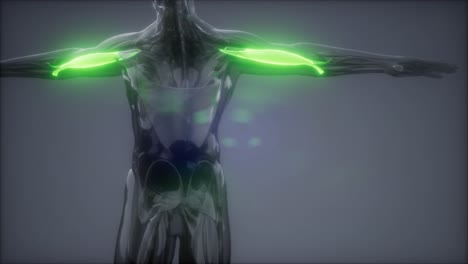 bíceps - mapa de la anatomía muscular visible