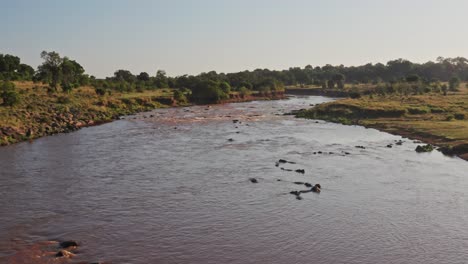 Hipopótamos-En-El-Río-Mara-Vista-Aérea-De-Drones,-Hermoso-Paisaje-Africano-De-Un-Grupo-De-Hipopótamos-En-El-Agua-Que-Fluye-De-La-Reserva-Nacional-Maasai-Mara,-Kenia,-áfrica