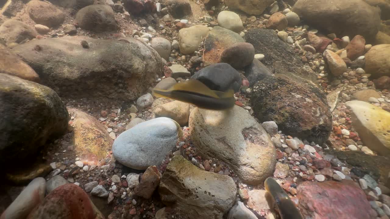 Three Brook lampreys (Lampetra planeri) at the potential spawning site, Estonia.