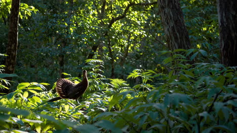 bird in tropical forest