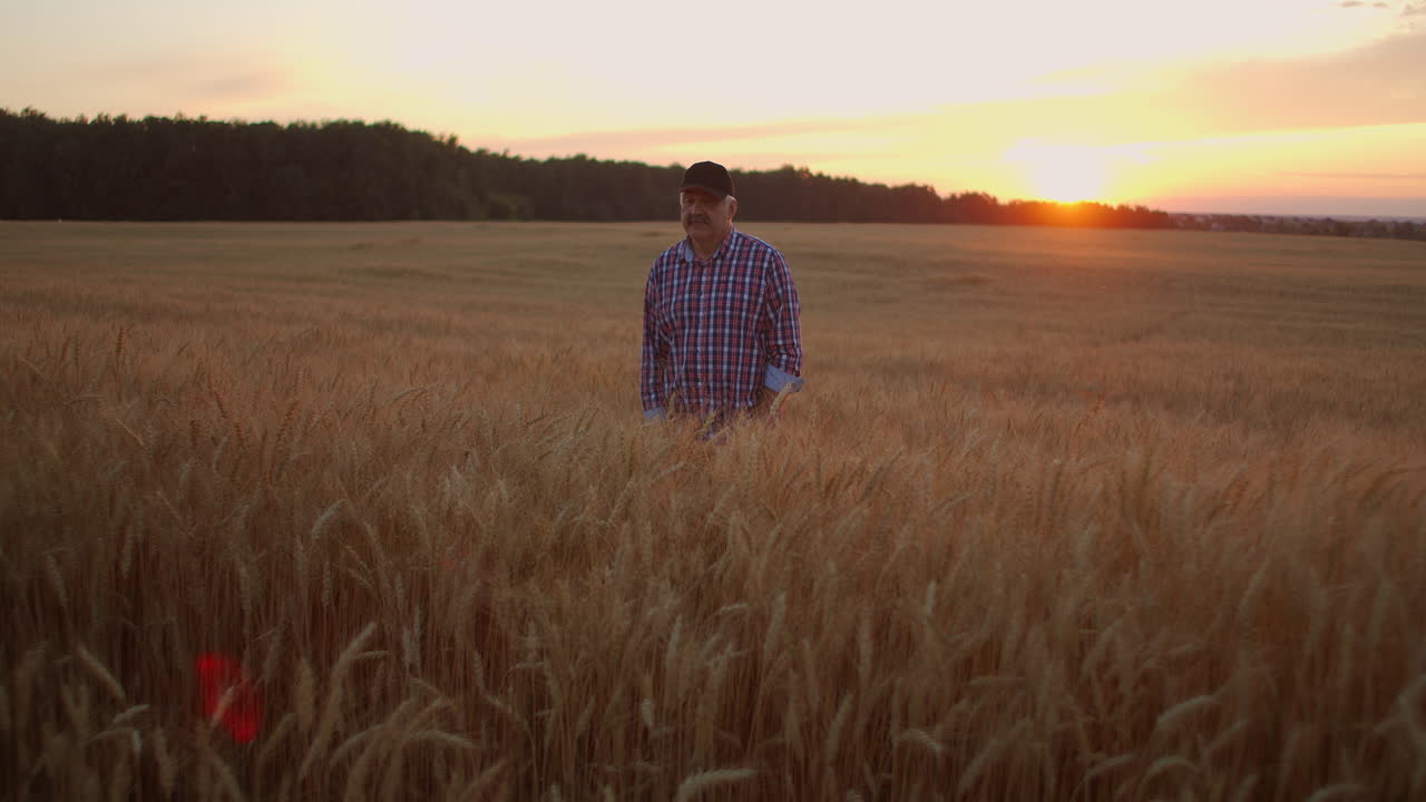 un agricultor adulto camina en un campo de trigo con una gorra al atardecer pasando su mano sobre las orejas de color dorado al atardecer. agricultura de plantas de grano.