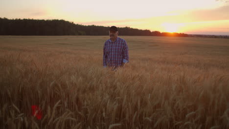 Un-Granjero-Adulto-Mayor-Camina-En-Un-Campo-De-Trigo-Con-Una-Gorra-Al-Atardecer-Pasando-Su-Mano-Sobre-Las-Orejas-De-Color-Dorado-Al-Atardecer.-Agricultura-De-Plantas-De-Cereales.