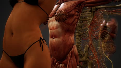 ilustración animada de la anatomía humana en 3d