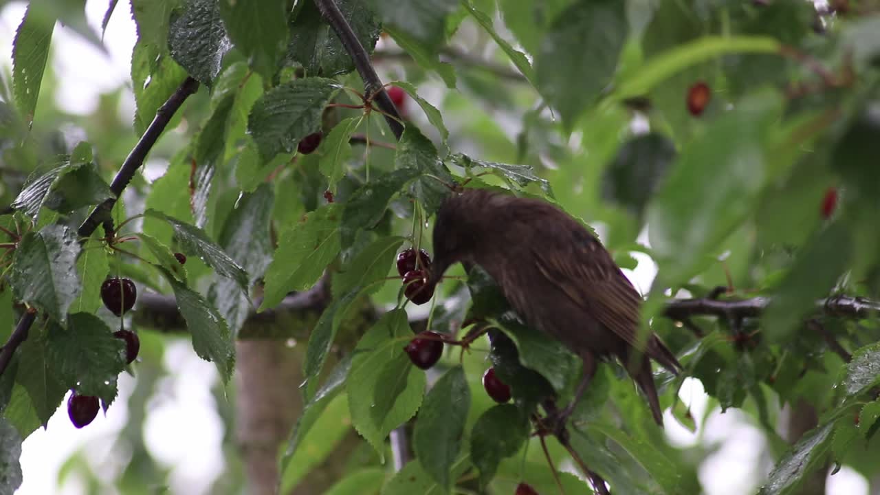 el estornino se sienta en la rama de un árbol y come cerezas