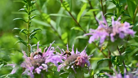 Miel-De-Abeja-En-La-Planta-De-Flor-De-Bergamota-Silvestre