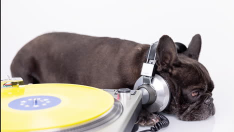 dj french bulldog with headphones and turntables