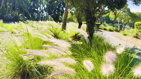 lush grass swaying gently in the breeze