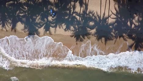 panorámica palm cove océano a playa a palmeras en australia