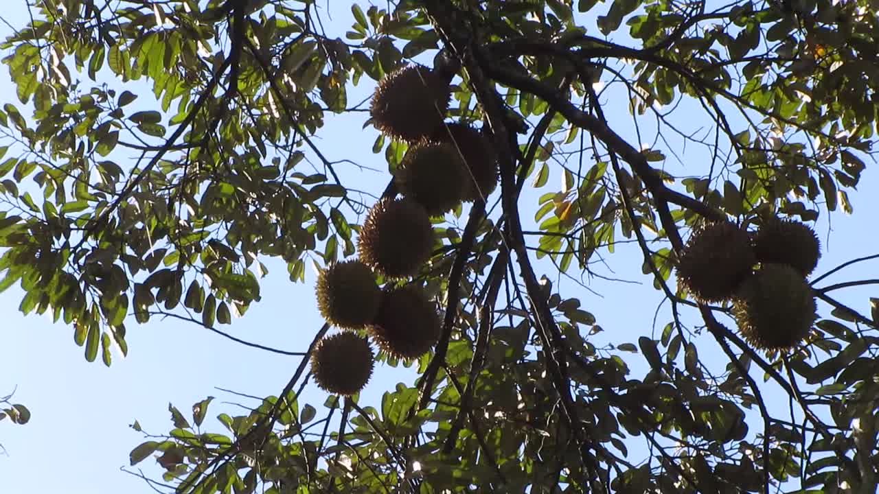 Low shot Durian on tree. Pungent fruity smell.