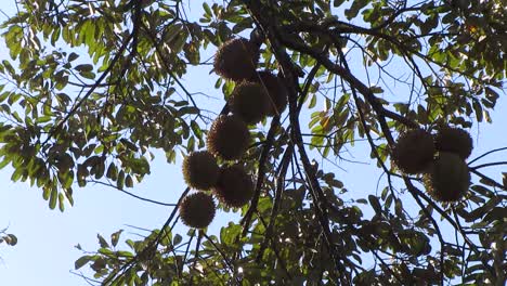 low shot durian on tree. pungent fruity smell.
