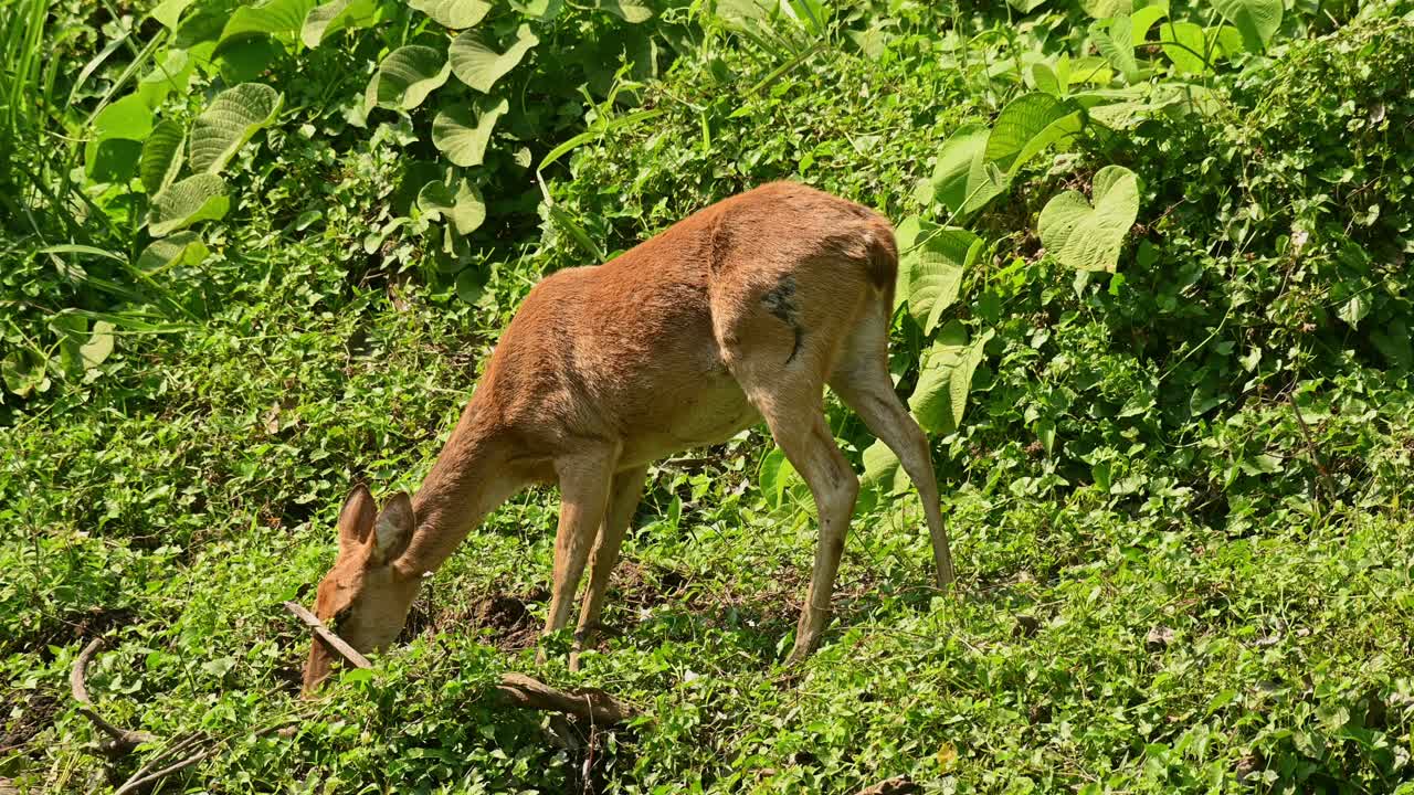 무성한 환경에서 방목하는 들판의 사슴의 중심 초점 클립